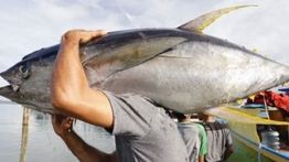 Dampak Konflik Thailand-Kamboja: Tuna Kaleng dan Makanan Hewan Bakal Langka