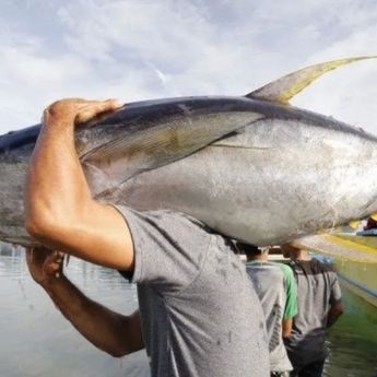Dampak Konflik Thailand-Kamboja: Tuna Kaleng dan Makanan Hewan Bakal Langka