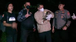 Polisi Selamatkan Induk dan Anak Orang Utan Terdampak Karhutla di Kalimantan Tengah