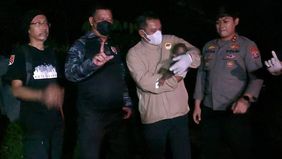 Kepolisian bersama tim gabungan menyelamatkan induk dan anak orang utan yang membutuhkan pertolongan di Desa Kandan, Kabupaten Kotawaringin Timur, Kalimantan Tengah, Jumat, 23 Oktober 2026 dini hari. 