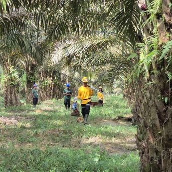 Sawit Jadi Penopang Ekonomi RI, Jutaan Pekebun Bergantung pada Industri Ini