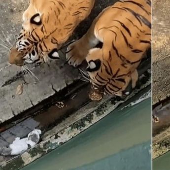 Anak Kucing Nyemplung ke Kandang Harimau, Hal Ini yang Terjadi