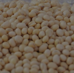 Pemerintah Pastikan Harga Kedelai Terkendali, Importir Diminta Patuhi HAP