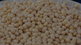 Pemerintah Pastikan Harga Kedelai Terkendali, Importir Diminta Patuhi HAP