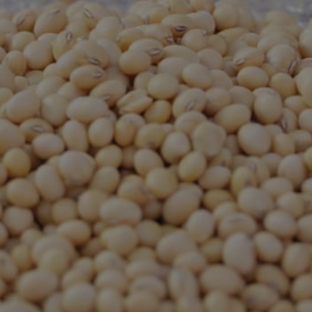 Pemerintah Pastikan Harga Kedelai Terkendali, Importir Diminta Patuhi HAP