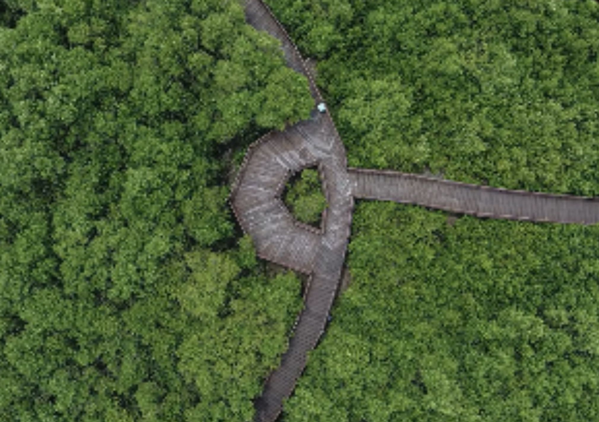 Kebun Raya Mangrove Surabaya <b>(Unggahan Instagrarm UT)</b>