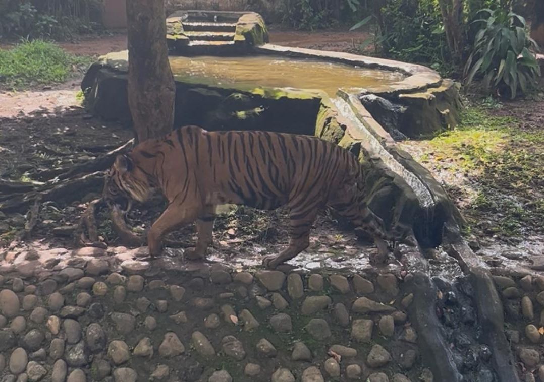 Harimau di Ragunan yang sempat viral disebut kurus <b>(NTVNews.id/ Adiansyah)</b>