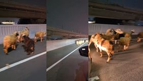 ecelakaan terjadi di Jalang Layang Tol Mohammed Bin Zayed (MBZ) Bekasi, ke arah Jakarta. Kecelakaan tersebut menimpa mobil pickup yang bermuatan kambing.