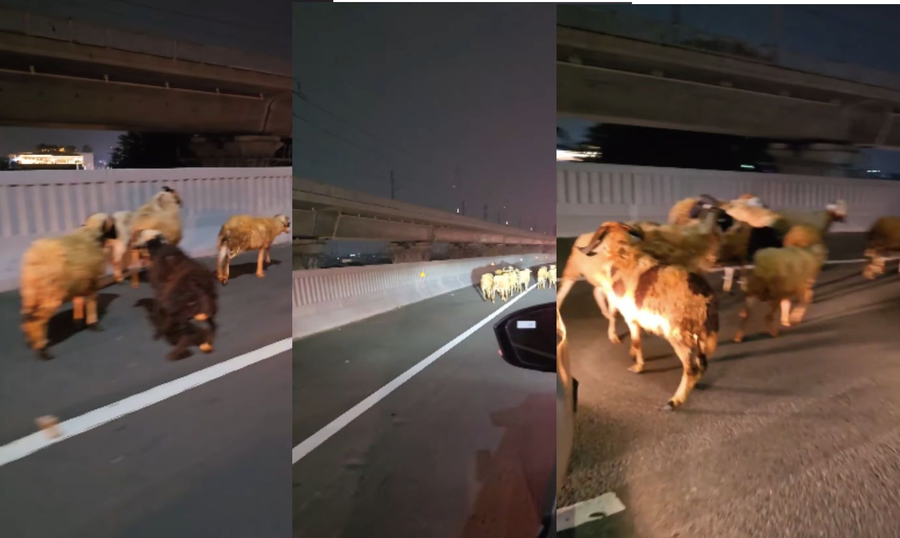 Mobil Pengangkut Kambing Alami Kecelakaan di Jalan Tol MBZ