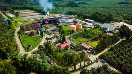 Tak Ada yang Terbuang, Seluruh Bagian Sawit Bisa Disulap Jadi Sumber Energi