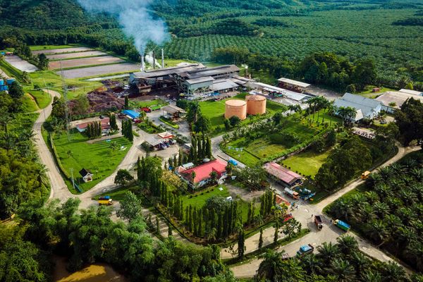 Tak Ada yang Terbuang, Seluruh Bagian Sawit Bisa Disulap Jadi Sumber Energi