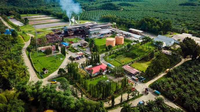 seluruh bagian tanaman kelapa sawit memiliki potensi untuk dimanfaatkan dalam pengembangan bioenergi