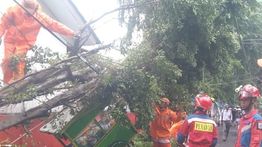 Hujan Lebat Sebabkan Pohon Tumbang di Jalan Menteng Jakarta Selatan, Motor dan Gerobak Tertimpa