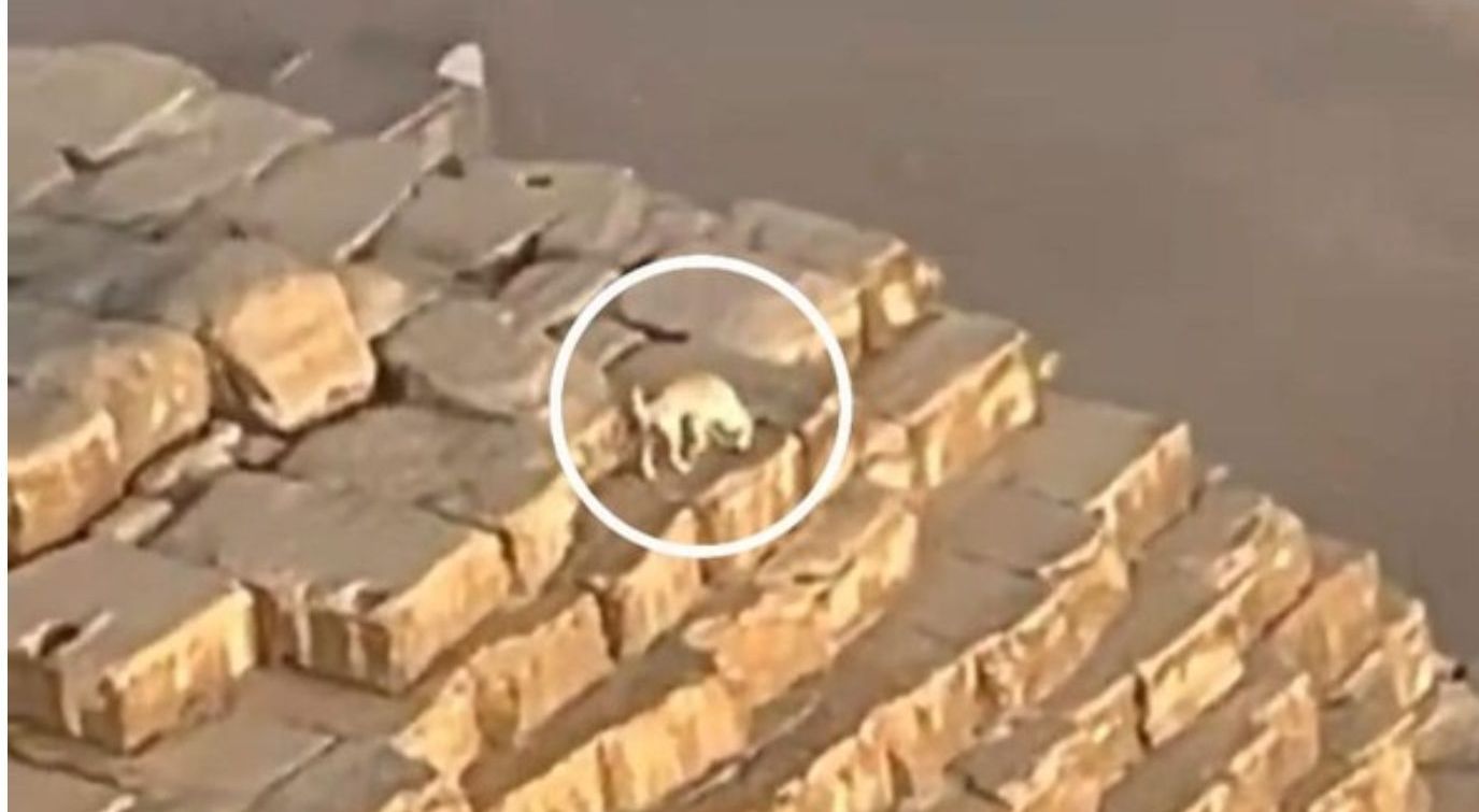 Viral Penampakan Anjing di Puncak Piramida Mesir <b>(IStimewa)</b>