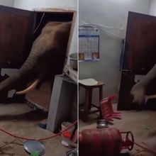 Viral Gajah Masuk Dapur Rumah Warga, Perekam: Hush Hush!