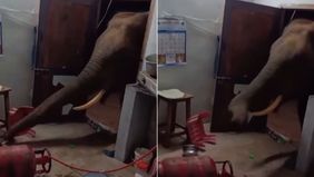 Baru-baru ini, media sosial diramaikan oleh video seekor gajah yang tiba-tiba masuk ke rumah seorang warga. Peristiwa langka ini pun langsung viral.
