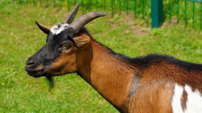 Ilustrasi Kambing