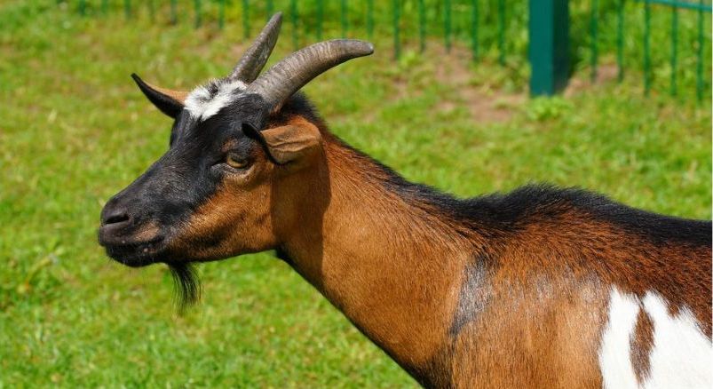 Ilustrasi Kambing