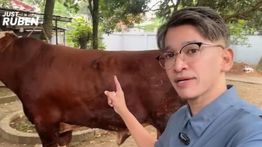 Usai Mualaf, Ruben Onsu Berkuban Sapi di Idul Adha