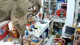Gajah Masuk Toserba dan Acak-acak Dagangan