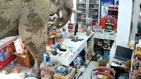 ebuah minimarket di Thailand mendadak ramai dibicarakan setelah seekor gajah liar masuk ke dalam toko dan mengambil sejumlah camilan dari rak. 