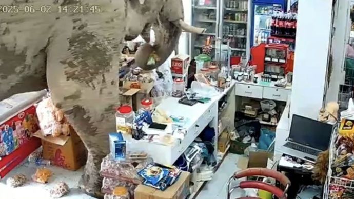 Viral Gajah Masuk Toserba dan Acak-acak Dagangan