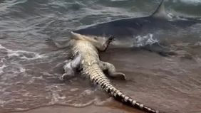  Seekor hiu di Australia tertangkap kamera sedang memakan bangkai buaya di tepi pantai. 