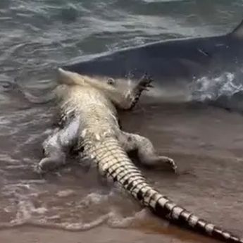 Viral Penampakan Hiu Lahap Seekor Buaya