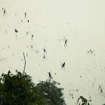 Viral Video Laba-laba Berjatuhan dari Langit, Kenapa?