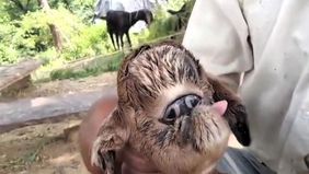 Kelahiran seekor kambing yang memiliki penampilan mirip alien mengejutkan penduduk satu desa.