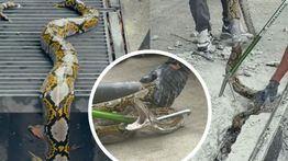 Bikin Heboh, Seekor Ular Terjebak di Selokan Beton