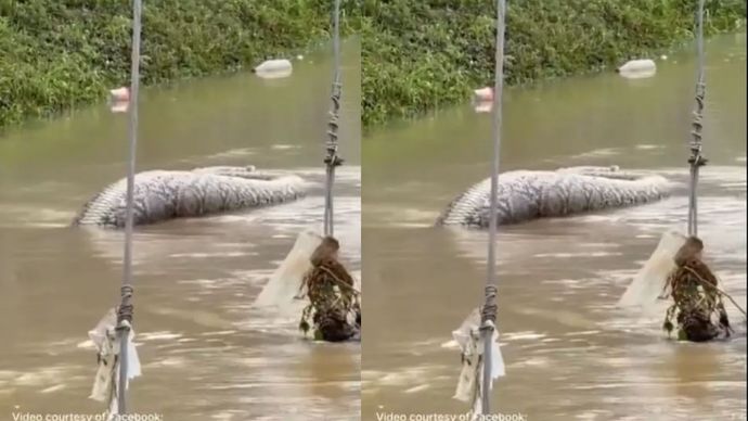 Ular Raksasa Terekam Melintas Kala Banjir Melanda