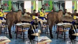 Geger Sapi Masuk Kelas Buat Guru dan Murid Kocar Kacir