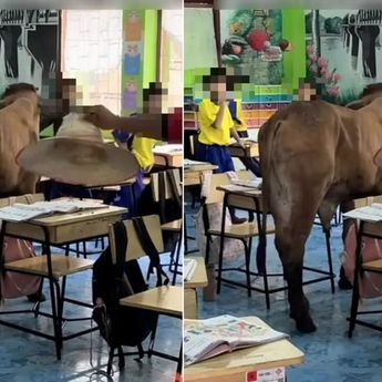 Geger Sapi Masuk Kelas Buat Guru dan Murid Kocar Kacir