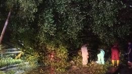 6 Pohon Tumbang di Jakarta saat Natal, 1 Orang Alami Luka