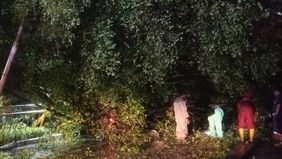 Hujan lebat yang disertai angin kencang melanda wilayah Jakarta Pusat pada Hari Natal, Kamis, 25 Desember 2025, mengakibatkan enam pohon tumbang di sejumlah titik.