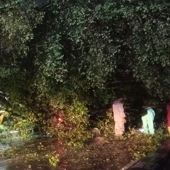 6 Pohon Tumbang di Jakarta saat Natal, 1 Orang Alami Luka