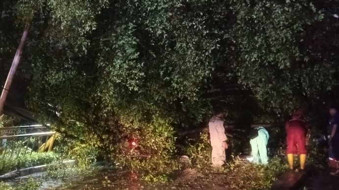 Pohon Tumbang di Jl. Kebon Sirih Jakarta Pusat, Kamis.