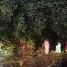 6 Pohon Tumbang di Jakarta saat Natal, 1 Orang Alami Luka