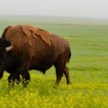 Ngilu, Seorang Turis Diseruduk Bison
