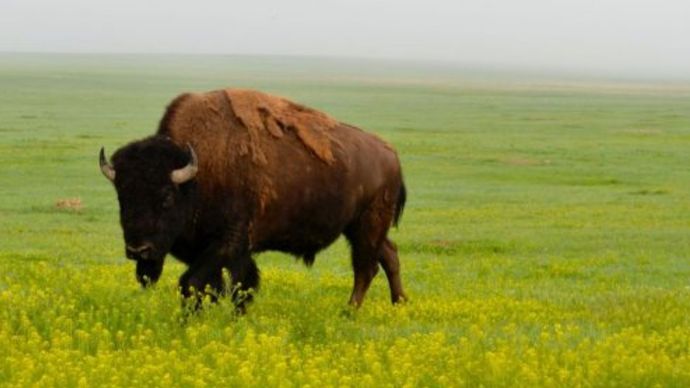 BISON