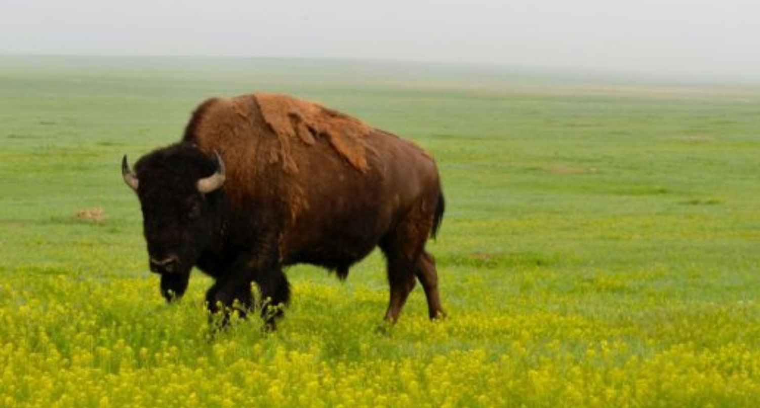 BISON <b>(WIKI)</b>