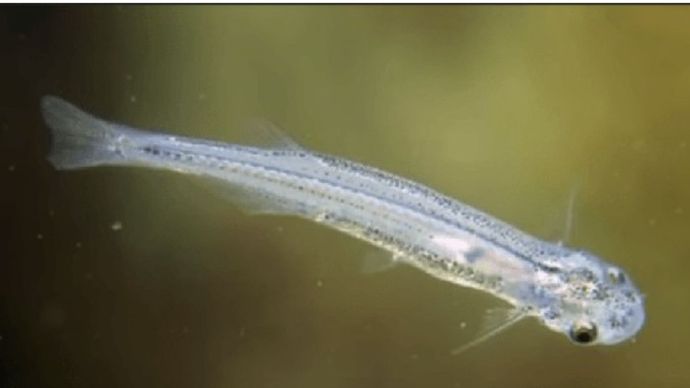 Deretan Fakta Candiru Ikan Yang Bisa Gerogoti Penis Manusia Ntvnews id