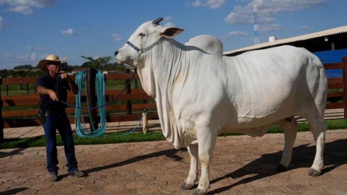 Sapi Viatina-19 FIV Mara Moveis dinobatkan sebagai sapi termahal yang pernah dilelang di dunia oleh Guinness World Records.