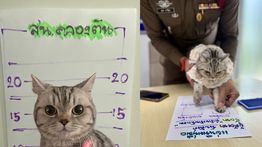 Kucing Gigit dan Cakar Polisi, Berujung ‘Dipenjara’