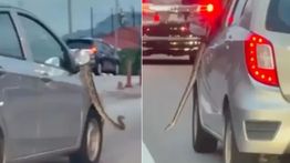 Viral Ular Raksasa Gelayutan di Spion Mobil