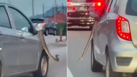 Viral Ular Raksasa Gelayutan di Spion Mobil