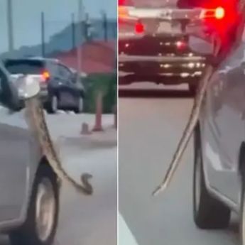 Viral Ular Raksasa Gelayutan di Spion Mobil