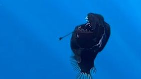 Seekor ikan anglerfish yang berenang ke permukaan laut menjadi perbincangan viral di media sosial.