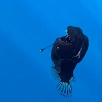 Terkuak Alasan Ikan Anglerfish Viral yang Tiba-tiba Berenang ke Permukaan